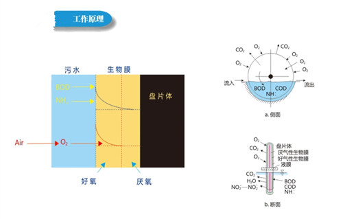 生物转盘生物膜